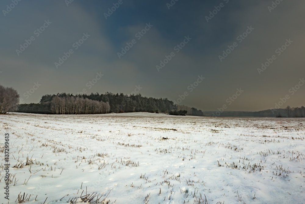 Winter snowy fields and foggy day