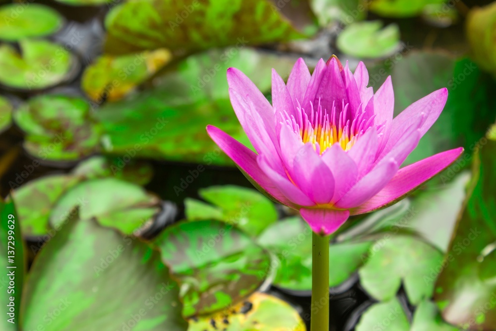 beautiful water lily lotus flower on Pond beautiful water lily lotus flower on Pond