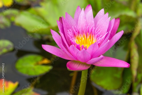  Lotus, Pink Lotus.Lotus on the water's surface.