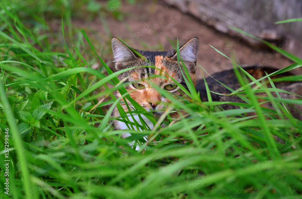 Cat hiding in the grass outdoor closeup