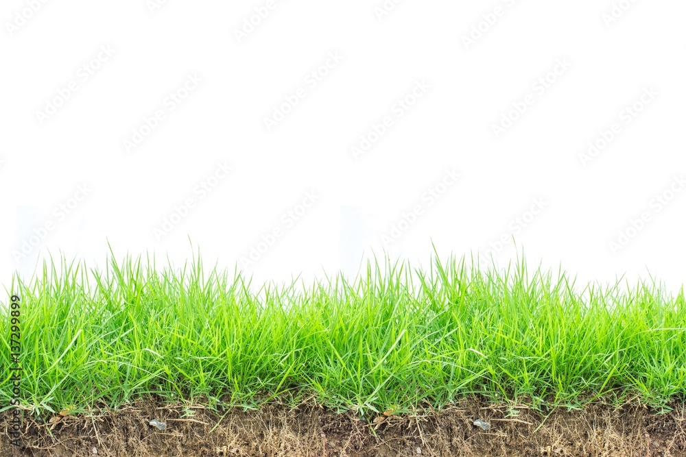 Green grass on white background Green grass on white background