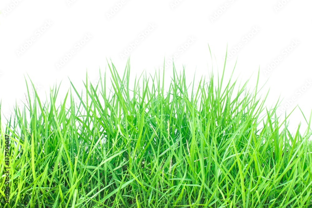 Obraz premium Zielona trawa na białym tle