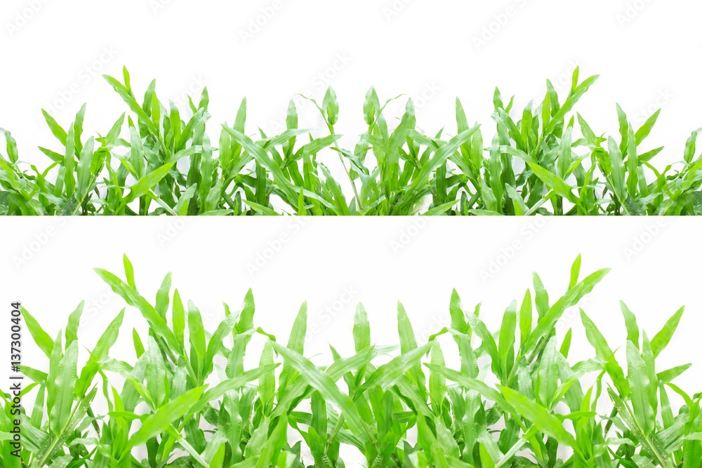 Green grass on white background Green grass on white background