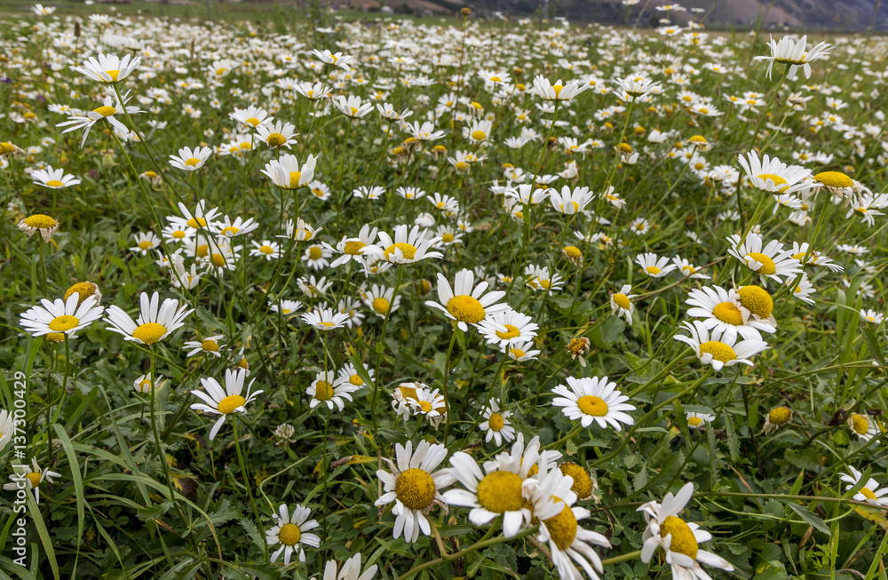 mountain daisies field