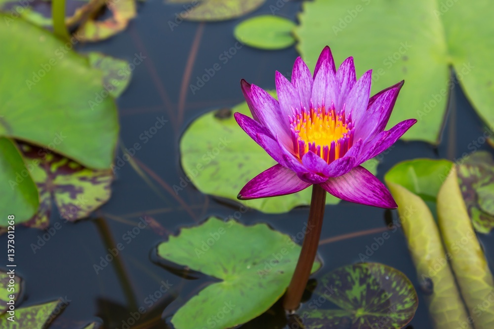 Lotus, Pink Lotus. Lotus on the water's surface. Lotus, Pink Lotus. Lotus on the water's surface.