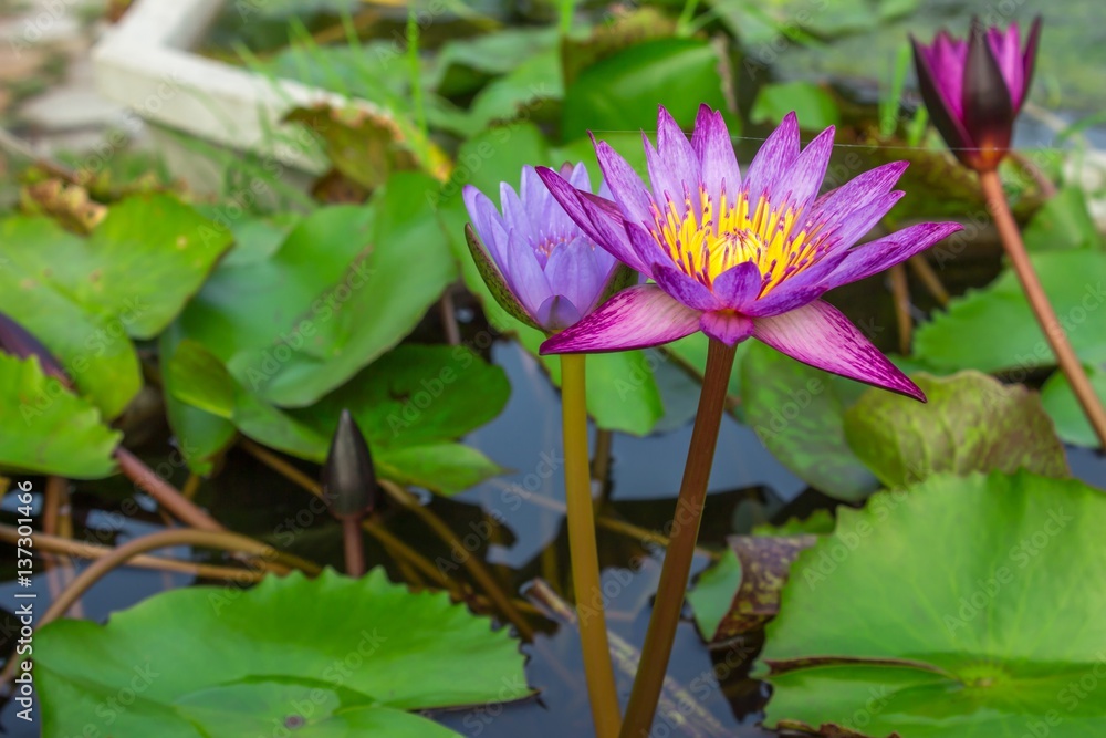 Lotus, Pink Lotus. Lotus on the water's surface. Lotus, Pink Lotus. Lotus on the water's surface.