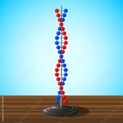  DNA model