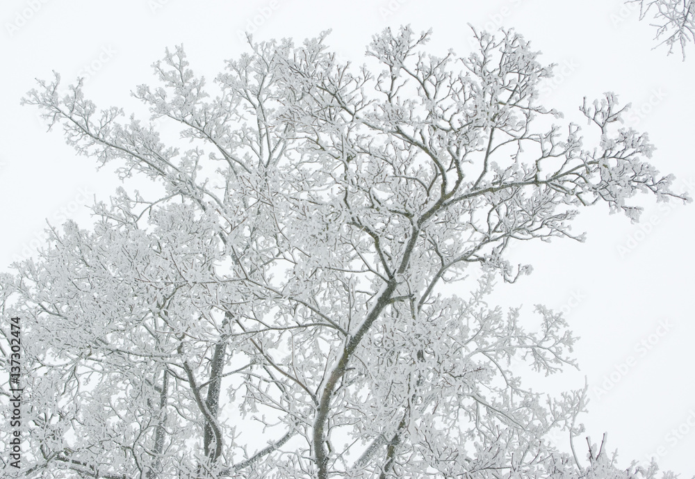 Branches covered by snow on a winter white foggy sky background Branches covered by snow on a winter white foggy sky background