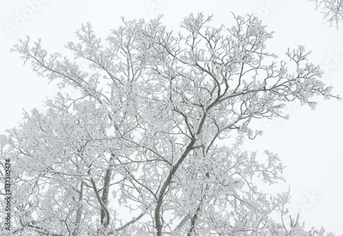 Branches covered by snow on a winter white foggy sky background