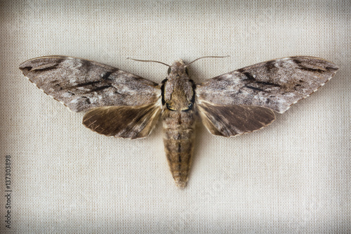 Butterfly moth Sphinx pinastri the prepared. photo