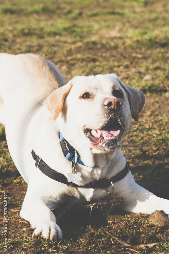 Labrador Labrador