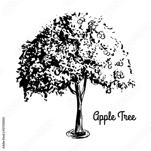 Vector sketch illustration. Black silhouette of Apple tree isolated on white background. Hand drawn flora.