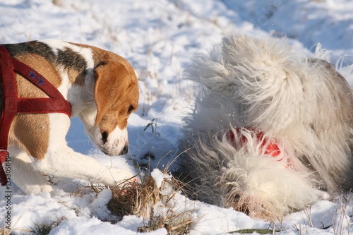 Fototapeta Naklejka Na Ścianę i Meble -  Hunde spielen im Schnee