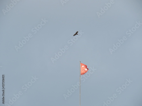 Eagles flying high