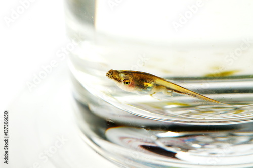 The young toad in the water glass represent the animal concept related idea.
