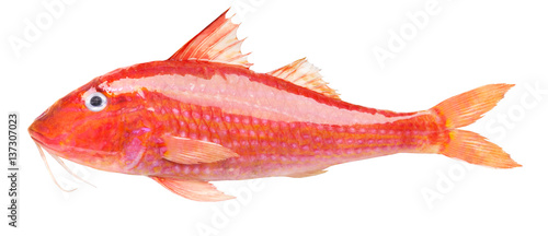 Tableau sur toile red mullet