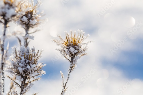 Withered and dry thistle flower in winter rime