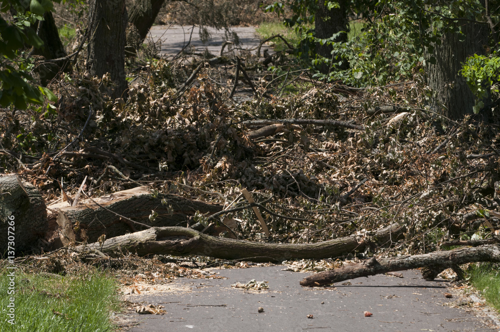 Wind Storm Damage
