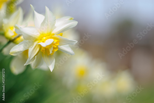Celebration of life, white narcissus over blurred nature background
