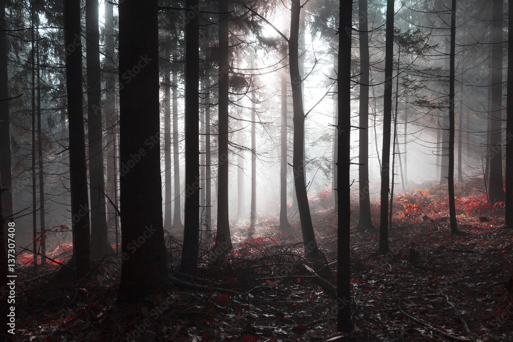 Obraz premium Magical morning dark red foggy forest tree landscape with sunlight.