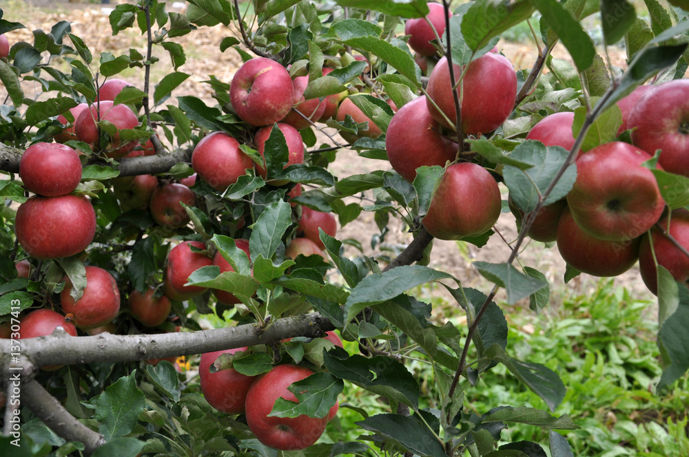 At branch fruit tree ripen apples