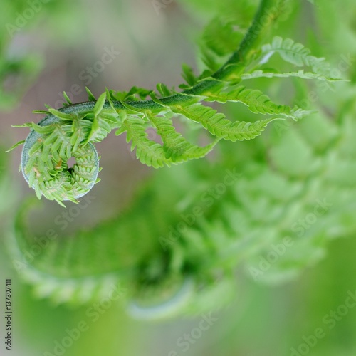 Hoilday of life, newborn  green fern in spring morning
