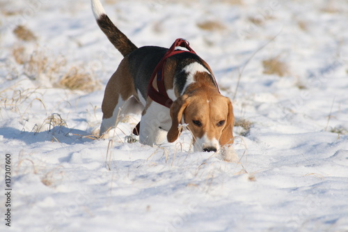 Beagle schnüffelt im Schnee