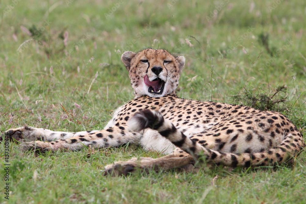 Fototapeta premium Cheetah yawns