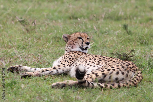 relaxing cheetah
