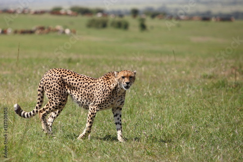 wild cheetah is hunting