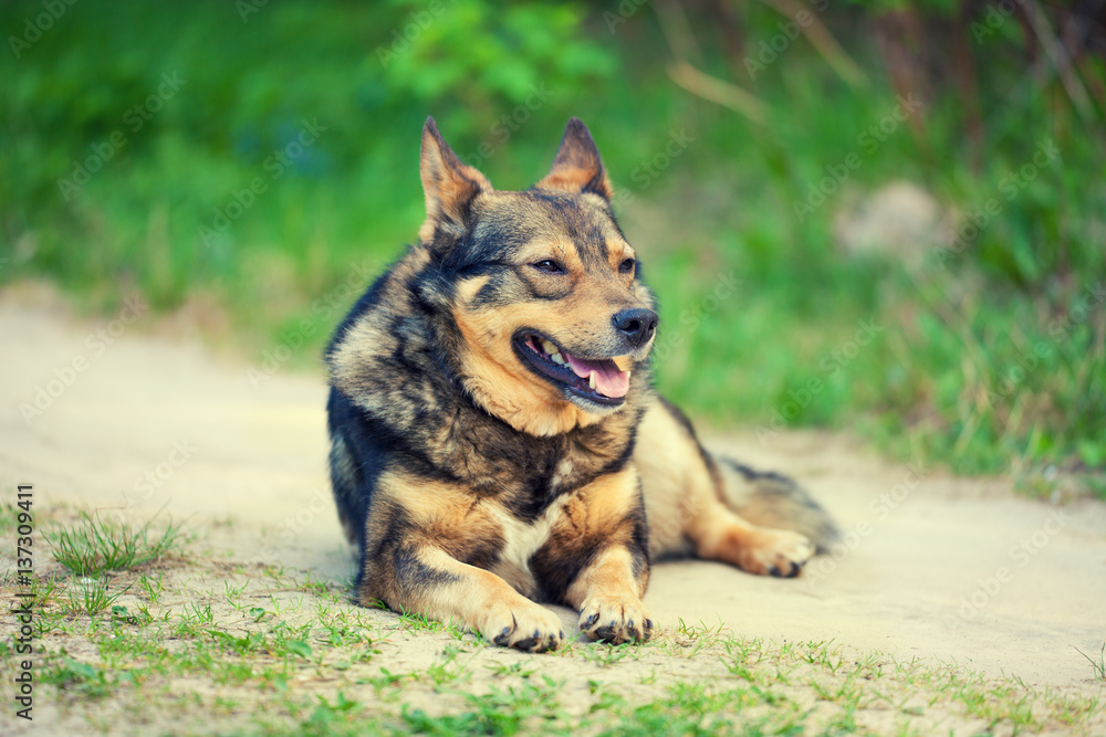 Dog lying on dirt road in summer. Dog lying on dirt road in summer.