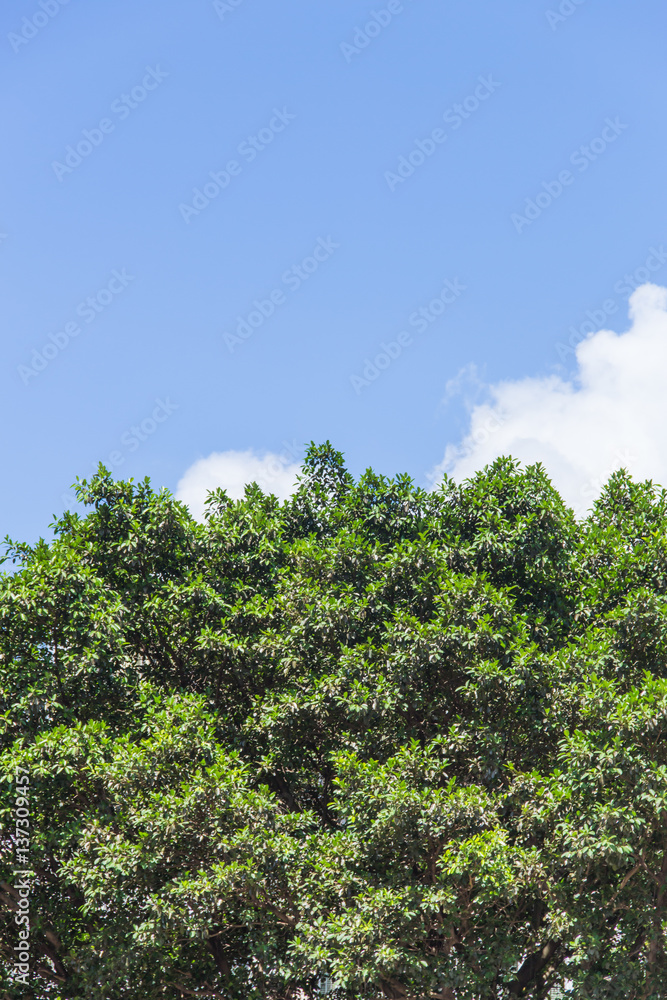 Fototapeta premium blue sky