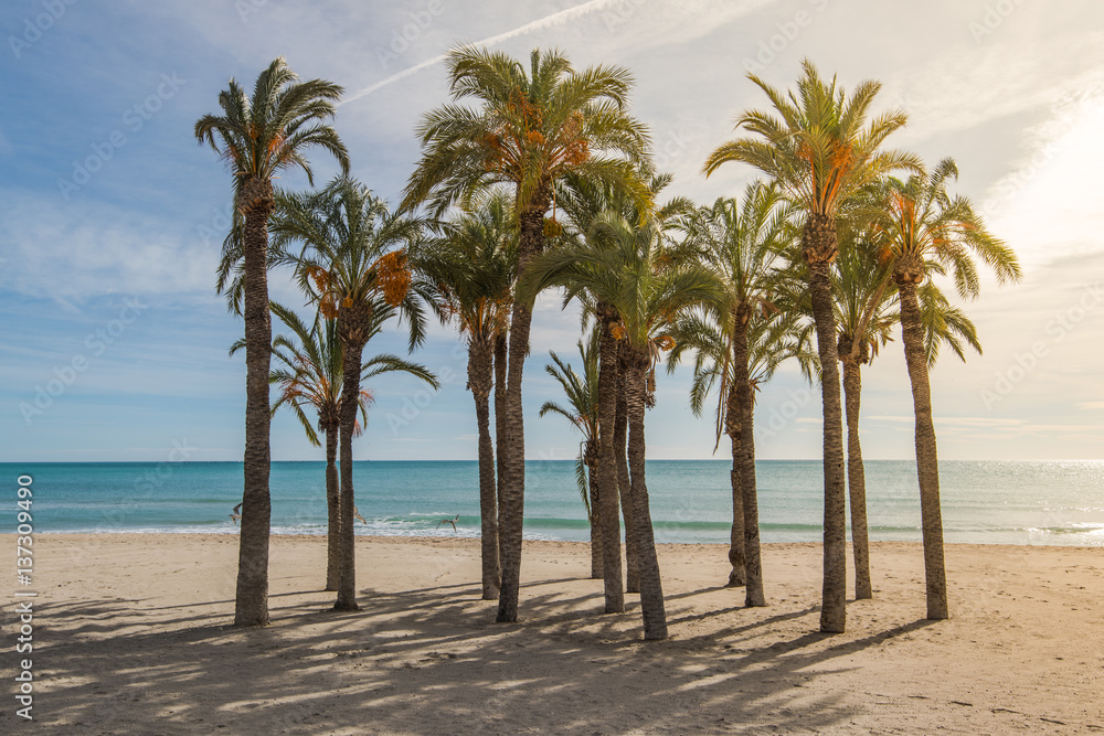 Palm trees on sandy beach with sunlight