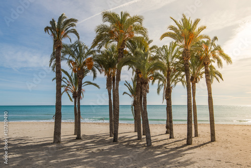 Palm trees on sandy beach with sunlight © marcin jucha