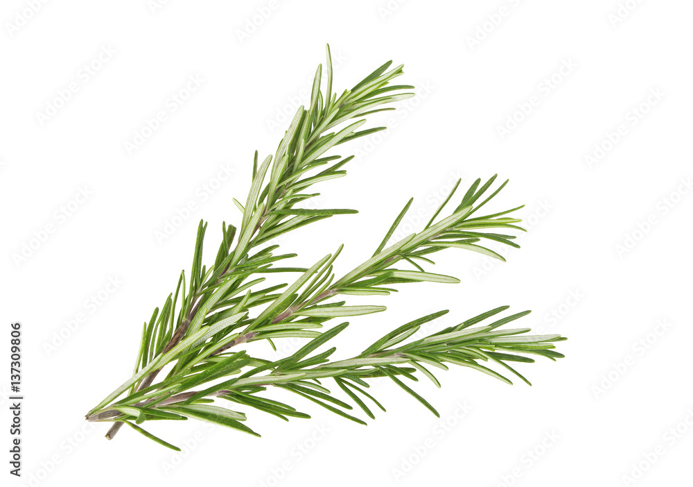 Fototapeta premium Fresh green sprig of rosemary isolated on a white background