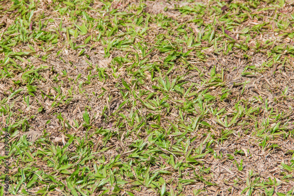 green and grass green and grass