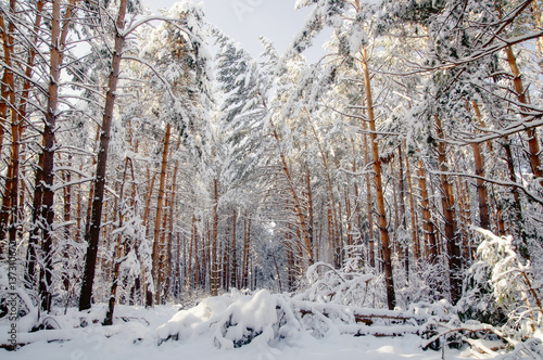 Winter bright air white frozen pine trees forest taiga in snow Altai Mountains, Siberia, Russia