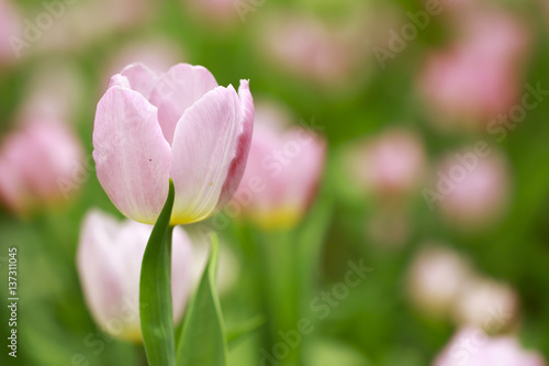 Stock Photo - colorful tulips flower blooming in floral garden