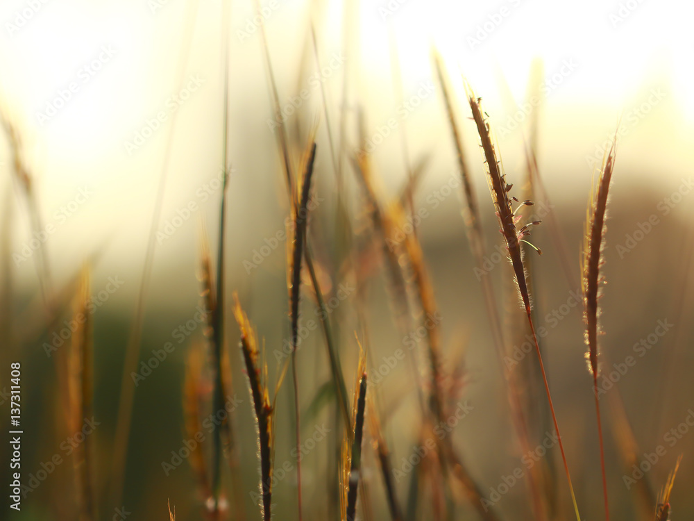 Stock Photo - Grass. Fresh green spring grass with dew drops closeup