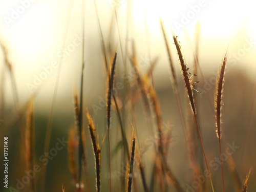 Stock Photo - Grass. Fresh green spring grass with dew drops closeup