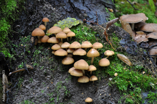 Wild mushrooms in autumn forest with moss and leaves