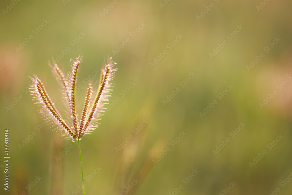 Stock Photo - Beautiful dew grass with drops in the morning light