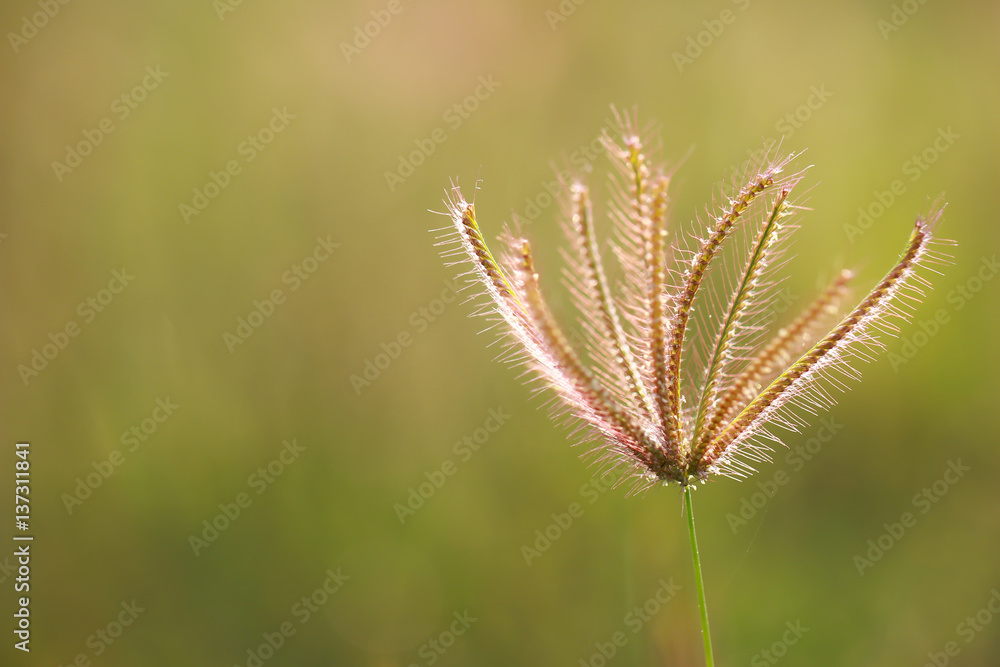 Stock Photo - Beautiful dew grass with drops in the morning light