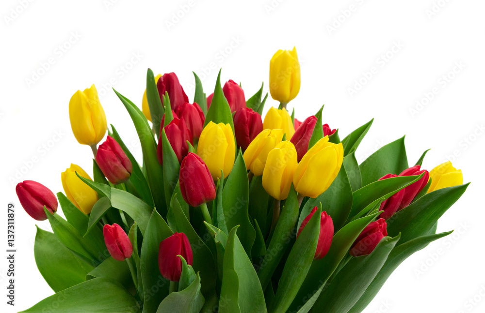 fresh yellow and red tulip flowers with green leaves close up isolated on white background fresh yellow and red tulip flowers with green leaves close up isolated on white background
