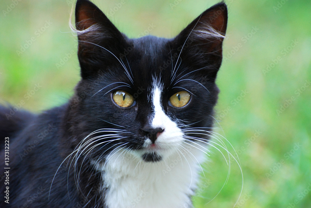 Portrait of black and white cat, black Siberian cat Portrait of black and white cat, black Siberian cat
