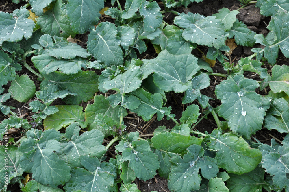 Late autumn field where growing winter rape Late autumn field where growing winter rape