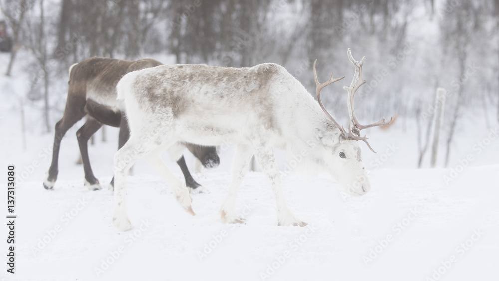 Naklejka premium reindeer