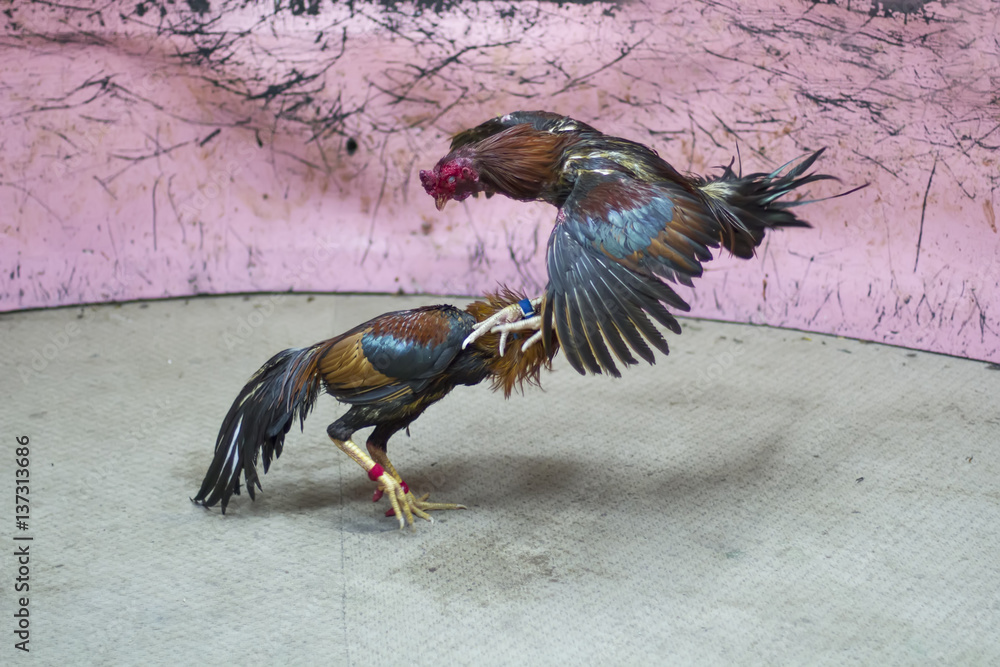 A Gamecock Is A Type Of Rooster With Physical And Behavioral Traits a-gamecock-is-a-type-of-rooster-with-physical-and-behavioral-traits