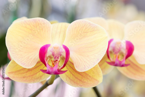 Yellow phalaenopsis orchid flower