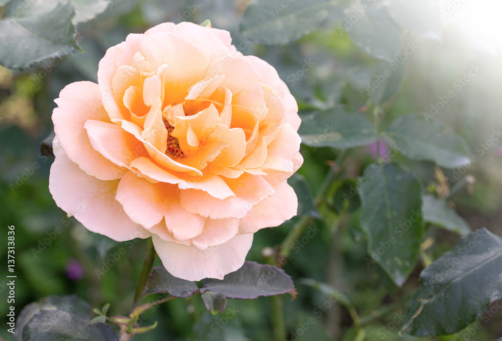 yellow rose flower in a garden yellow rose flower in a garden
